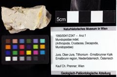 Foto (Objket + Etiketten) von Mundopsidae indet. 